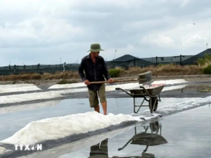 Mưa trái mùa gây thiệt hại hàng trăm hecta mủ cao su tại TP.HCM