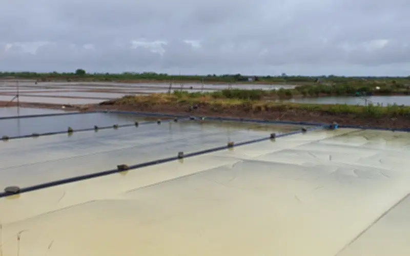 Mưa Trái Mùa Tàn Phá Cánh Đồng Muối Cà Mau, Thiệt Hại Hàng Chục Tỷ Đồng