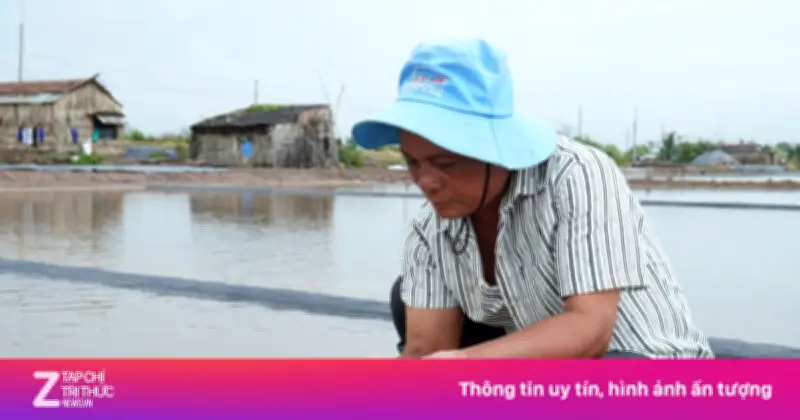 Mưa Trái Mùa Tàn Phá Hơn 9.000 Tấn Muối, Diêm Dân Cà Mau Đối Mặt Với Mất Mùa