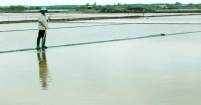Mưa trái mùa tàn phá muối Cà Mau, thiệt hại hàng chục tỉ đồng