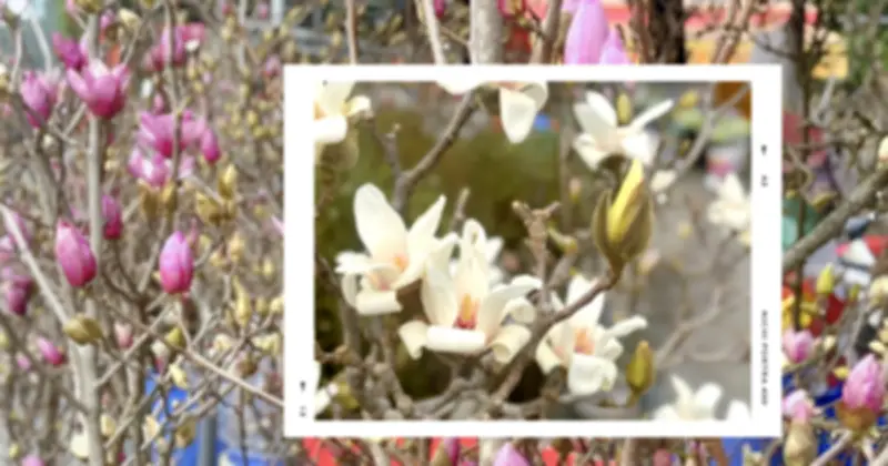 Hoa Mộc Lan 'Chiếm Sóng' Chợ Hoa Quảng Bá Cận Tết Bính Ngọ 2026