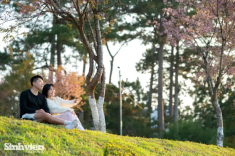 Mai Anh Đào Đà Lạt Nở Muộn, Tạo Cảnh Quán Lãng Mạn Dịp Valentine 2026