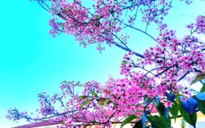 Mai Anh Đào Đà Lạt Nở Rộ, Đánh Thức Mùa Xuân Phố Núi