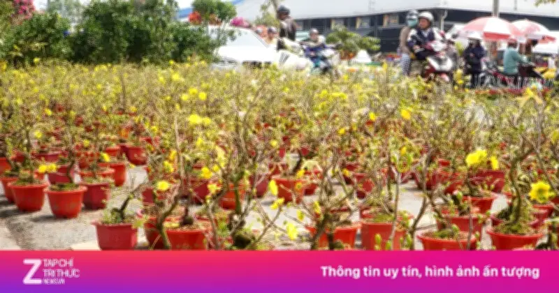 Mai Mini Giá Rẻ Chỉ 100.000 Đồng/Cặp Thu Hút Khách Tại Chợ Hoa Xuân Bình Điền