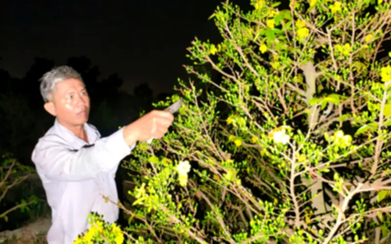 Mai vàng Bình Lợi giảm giá mạnh, thương lái mua ít dịp cận Tết Bính Ngọ 2026