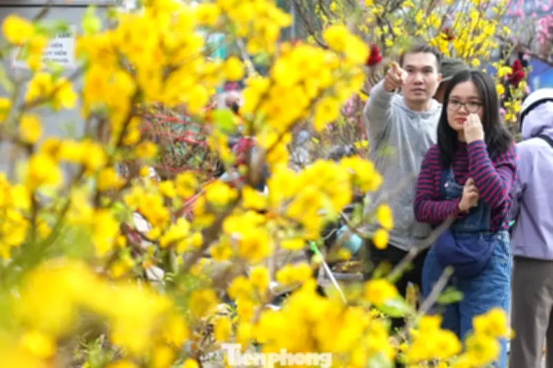 Mai vàng Bình Định ế ẩm tại Hà Nội, tiểu thương ngồi chơi xơi nước chờ khách