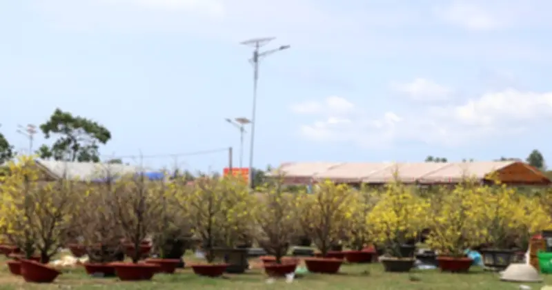 Mai vàng nở rộ, đại hạ giá vẫn ế ẩm tại chợ hoa Tết Phú Quốc