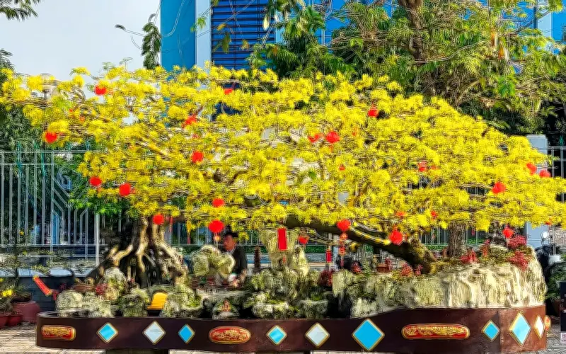 Mai vàng nghệ thuật triệu đô khoe sắc tại chợ hoa xuân An Giang