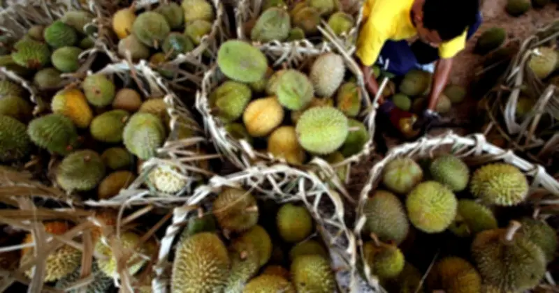 Sóng Thần Sầu Riêng Malaysia: Thị Trường Trung Quốc Thay Đổi, Nông Dân Thua Lỗ 60%