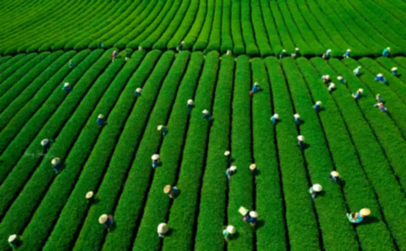 Mộc Châu Mùa Xuân: Sắc Xanh Trầm Lắng Của Những Đồi Chè Bất Tận