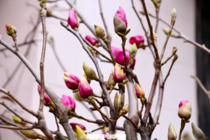 Mộc Lan, Thanh Liễu, Tuyết Mai: Những Loài Hoa 'Củi Khô' Cạnh Tranh Đào Quất Dịp Tết