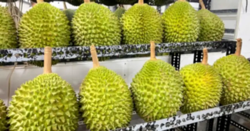 Sầu riêng tiền triệu 'cháy hàng' dịp Tết, Việt kiều về nước săn lùng đặc sản