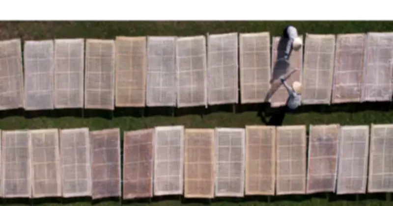 Miến dong Bình Liêu: Từ nghề truyền thống đến sản phẩm OCOP 5 sao quốc gia