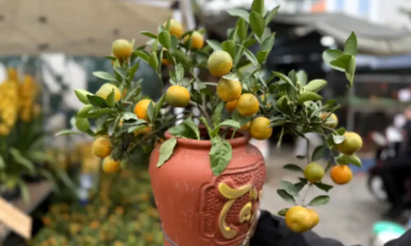Quất, Mai Mini Giá Rẻ Dưới 100.000 Đồng Gây Sốt Tại Hà Nội Dịp Tết Bính Ngọ