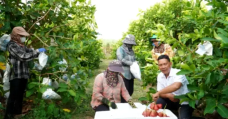 Mận hồng Sân Tiên Cù Lao Dung đắt hàng dịp Tết, giá lên tới 230.000 đồng/kg