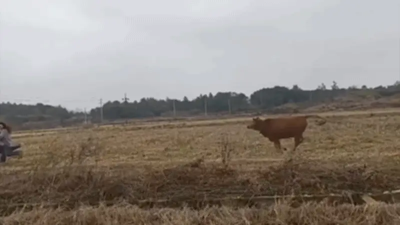 Mùng 5 Tết ra đồng chụp ảnh, hai cô gái bị bò đuổi chạy té khói