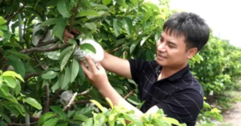 Mãng cầu núi Bà Đen: Đất khô càng ngọt, nông dân đổi mới đón Tết 2026