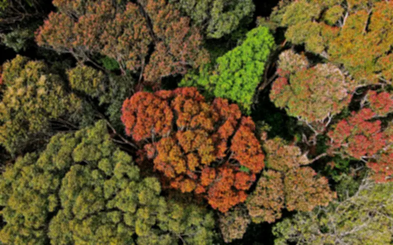 Măng Đen rực rỡ sắc màu rừng thay lá đúng dịp Tết Bính Ngọ 2026