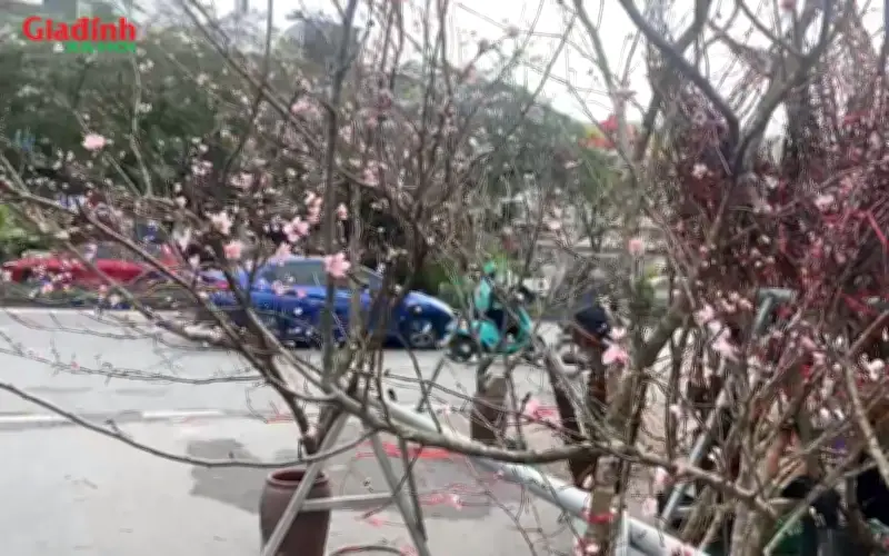 Mẹo Chăm Đào Rừng Tươi Lâu Nở Đều Dịp Tết Theo Kinh Nghiệm Lại Buôn