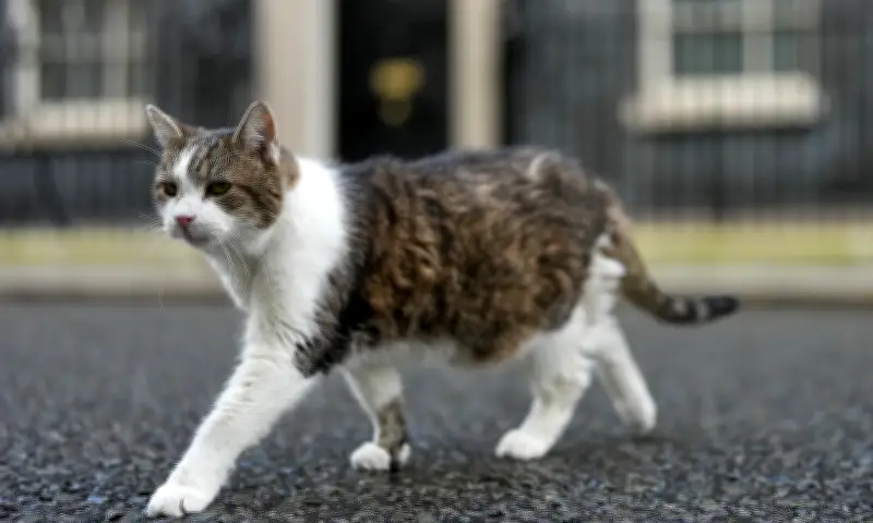 Mèo Larry kỷ niệm 15 năm làm 'Đệ nhất mèo' tại dinh Thủ tướng Anh