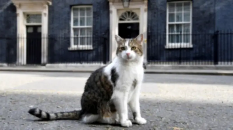 Mèo Larry kỷ niệm 15 năm 'làm quan' tại dinh Thủ tướng Anh, biểu tượng quyền lực mềm