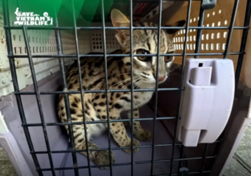 Mèo rừng quý hiếm được cứu hộ tại Lâm Đồng, sinh thành công hai con non trong quá trình điều trị