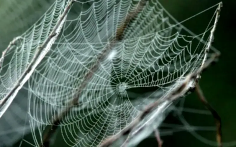 Bí Mật Phân Tử Giúp Tơ Nhện Siêu Bền: Mở Đường Cho Vật Liệu Mới Và Nghiên Cứu Bệnh Thần Kinh