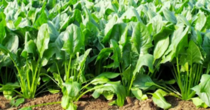 Mệt Mỏi Mùa Xuân: Dấu Hiệu Gan Cần Được Dưỡng Ngay Trong 15 Ngày Vàng