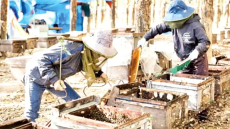 Mật ong Biển Hồ vươn xa nhờ chuyển đổi số, nông dân Gia Lai làm giàu từ công nghệ