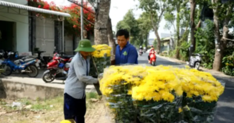 Làng hoa Mỹ Phong rực rỡ sắc xuân, nông dân tất bật đón Tết Bính Ngọ 2026