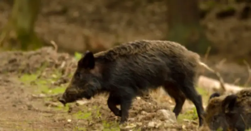 Bí ẩn loài lợn lai tại Fukushima: Bùng nổ rồi suy tàn sau thảm họa hạt nhân