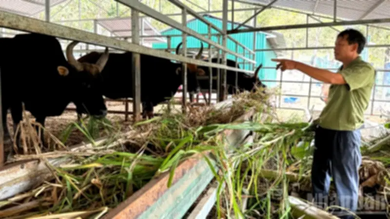 Đàn Bò Tót Lai: Nét Chấm Phá Sống Động Giữa Đại Ngàn Khánh Hòa