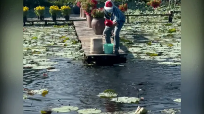 Đàn cá lóc Sa Đéc biểu diễn 'khinh công' theo nhịp gõ thùng nhựa