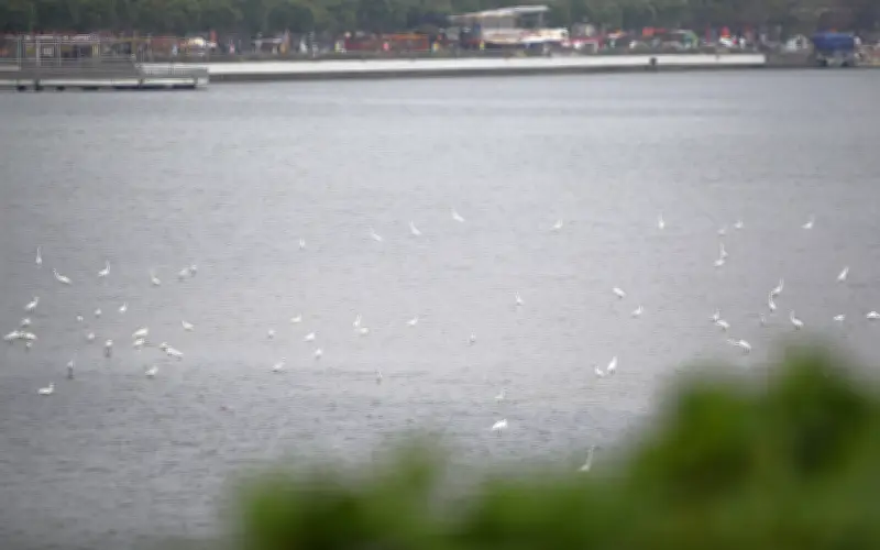 Đàn cò trắng tạo cảnh thanh bình hiếm có giữa lòng sông Hàn, Đà Nẵng