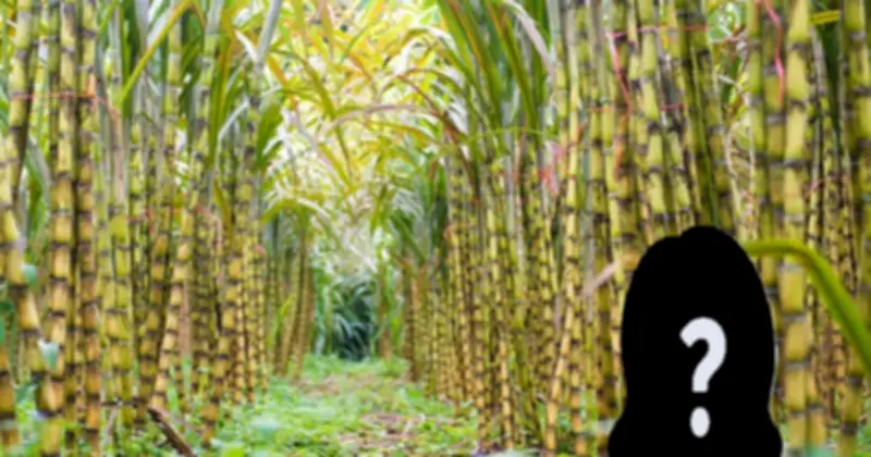 Nữ doanh nhân 89 tuổi nắm giữ khối tài sản gần 439 tỷ đồng từ cổ phiếu mía đường