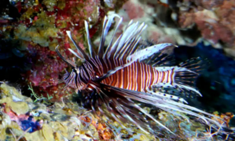 Ăn Thịt Cá Sư Tử: Giải Pháp Mới Ngăn Xâm Lấn Ở Hy Lạp Và Địa Trung Hải