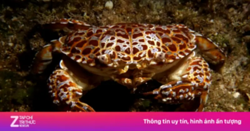 Nữ vlogger tử vong sau khi ăn 'cua quỷ' chứa độc tố thần kinh cực mạnh