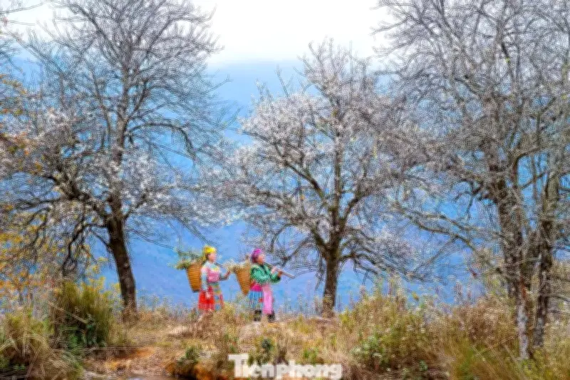 Nậm Nghẹp - Bản cao nhất Việt Nam khoác áo trắng tinh khôi mùa hoa sơn tra nở