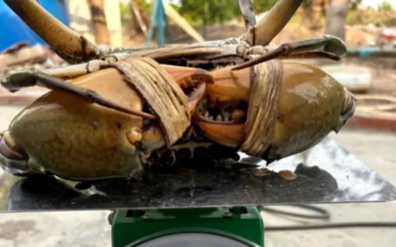 Ngư dân Cần Thơ bắt được cua biển 'khủng' 1,1kg, bán giá cao ngất