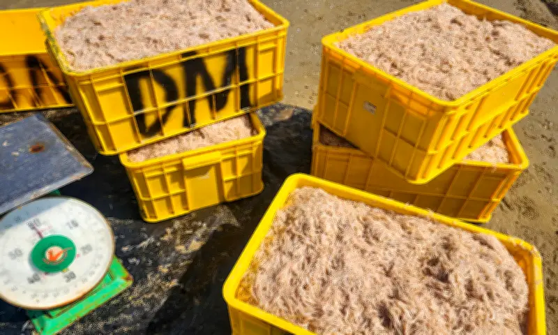 Ngư dân Hà Tĩnh trúng đậm ruốc biển ngày cuối năm, thu nhập tăng vọt