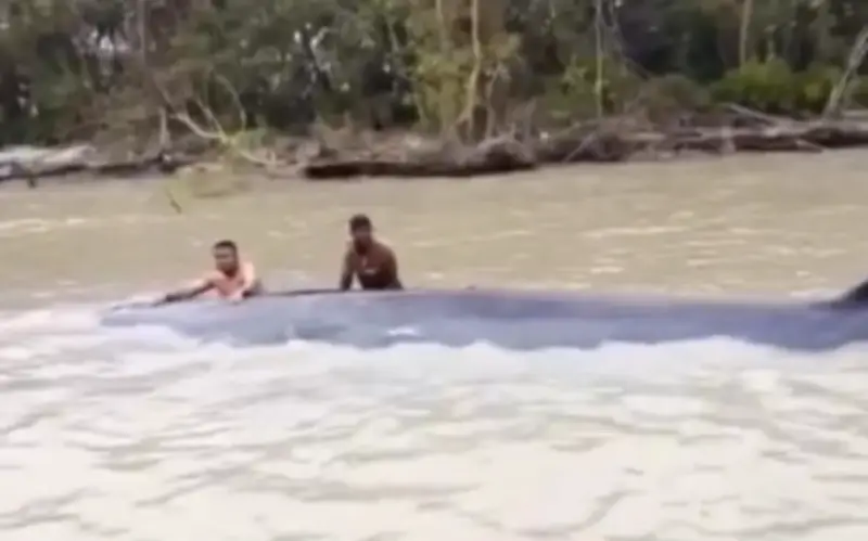 Ngư dân Indonesia giải cứu thành công cá voi 15 mét mắc cạn trên sông