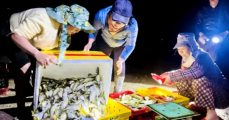 Ngư dân Quảng Ngãi hối hả bán cá đầu năm, giá tăng mạnh mang lại niềm vui lớn