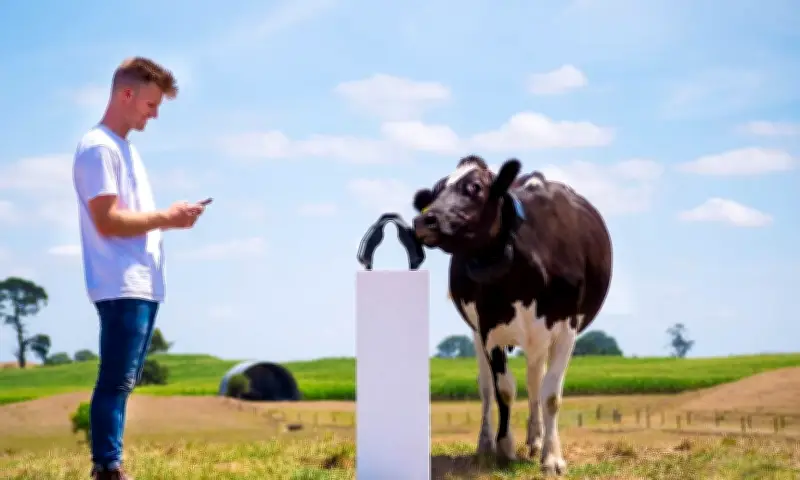 Ứng Dụng Chăn Bò Thông Minh Đưa Công Ty New Zealand Lên Định Giá Tỷ Đô