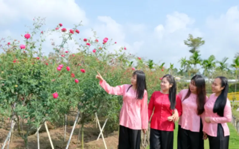 Đường Hoa Nghệ Thuật Cần Thơ Hút 43.500 Khách Mỗi Ngày Dịp Tết Bính Ngọ 2026