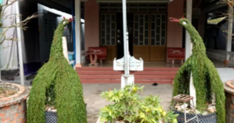 Ông Long và khu vườn kiểng thú độc đáo từ cây thuốc nam chân rết