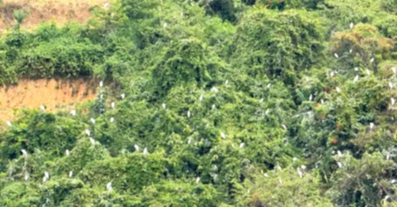 Ngỡ Ngàng Đàn Cò Cả Nghìn Con Phủ Trắng Sườn Đồi Tại Đắk Lắk