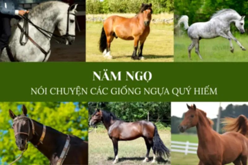 Ngựa Andalusia: Vẻ Đẹp Tây Ban Nha Và Hành Trình Chinh Phục Thế Giới