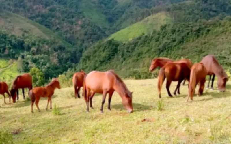 Ngựa - 'Gia Sản Biết Đi' Và Nghi Lễ Tri Ân Của Người Mông Vùng Cao Nghệ An