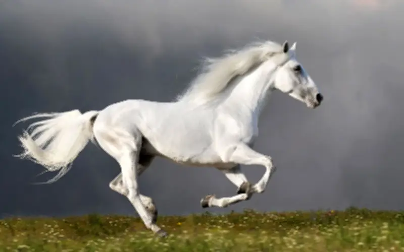 Ngựa: Kỷ lục gia về tốc độ và sức bền với cấu trúc sinh học đặc biệt