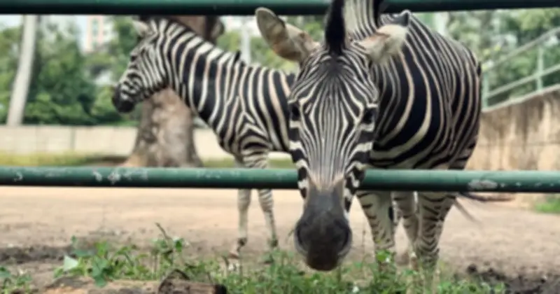 Ngựa Lùn Văn Mai Từ Tỉa Bờm Bất Ngờ Thành 'Idol' Mạng Xã Hội Ở Thảo Cầm Viên Sài Gòn